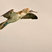 Blue-footed Booby
